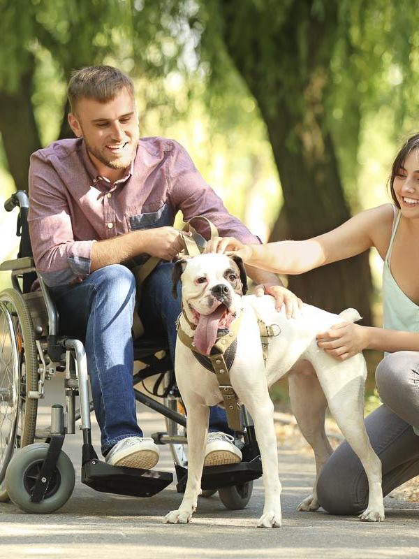 rollstuhl, behinderung, inklusion, unterstützung, gemeinschaft, hund, begleitung, freizeit, natur, mobilität, barrierefreiheit, 